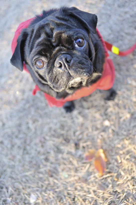 头,无人,站,竖图,俯视,室外,特写,白天,道路,路,公路,宠物,狗,一条,阴影,服装,光线,影子,交通,注视,衣服,红色,黑色,阳光,动物,看,站着,可爱,服饰,哈巴狗,关注,忠诚,巴哥,巴哥犬,头部,马路,犬,抬头,仰头,站立,彩图,高角度拍摄,全身