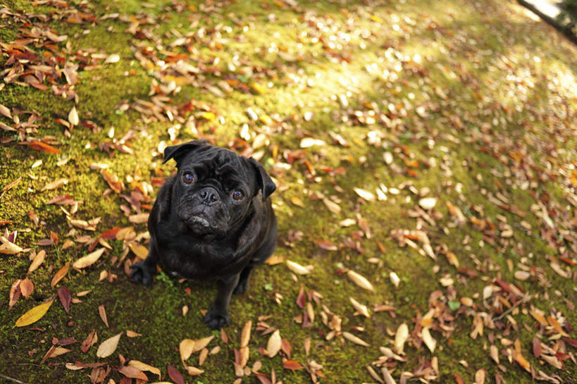 无人,站,横图,俯视,室外,白天,草地,草坪,美景,植物,宠物,狗,叶子,一条,许多,阴影,光线,影子,景观,枯叶,落叶,注视,草,黄色,绿色,黑色,阳光,自然,动物,看,站着,景色,可爱,哈巴狗,关注,自然风光,忠诚,巴哥,巴哥犬,叶,叶片,犬,抬头,仰头,站立,彩图,高角度拍摄,全身