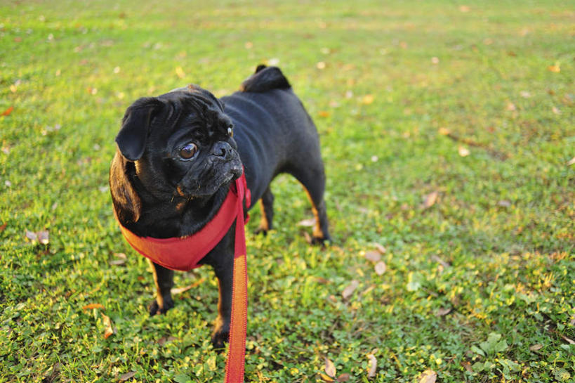 无人,站,横图,俯视,室外,白天,草地,草坪,美景,植物,宠物,狗,一条,阴影,光线,影子,景观,注视,草,红色,绿色,黑色,阳光,自然,动物,绳子,观察,看,站着,景色,可爱,哈巴狗,观看,绳索,察看,关注,自然风光,狗链,忠诚,巴哥,巴哥犬,项圈,犬,站立,彩图,高角度拍摄,全身