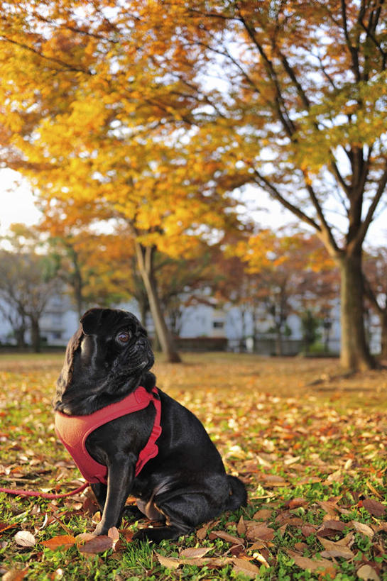 无人,坐,竖图,俯视,室外,白天,秋季,植物,宠物,狗,叶子,一条,服装,枯萎,枯草,枯叶,落叶,注视,草,树,树木,衣服,黄色,红色,绿色,黑色,自然,动物,看,可爱,服饰,哈巴狗,生长,成长,关注,忠诚,巴哥,巴哥犬,叶,叶片,秋,秋天,犬,抬头,仰头,坐着,彩图,高角度拍摄,全身