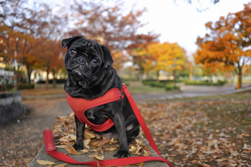 头,无人,坐,横图,室外,特写,白天,正面,秋季,植物,宠物,狗,叶子,一条,服装,枯叶,落叶,注视,树,树木,衣服,红色,绿色,黑色,自然,动物,观察,看,可爱,服饰,哈巴狗,生长,成长,观看,察看,关注,忠诚,巴哥,巴哥犬,头部,叶,叶片,秋,秋天,犬,坐着,彩图,全身