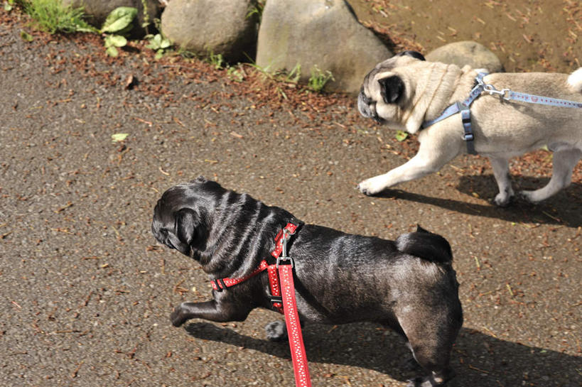 无人,站,走,横图,俯视,室外,白天,道路,街道,路,公路,宠物,狗,两条,阴影,光线,影子,交通,注视,白色,黑色,阳光,动物,观察,看,站着,可爱,哈巴狗,观看,察看,关注,忠诚,巴哥,巴哥犬,马路,犬,步行,散步,站立,走路,半身,彩图,高角度拍摄