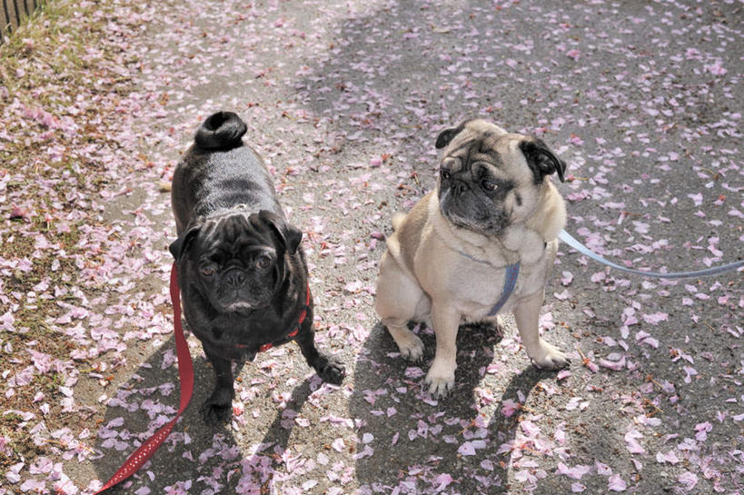 无人,站,横图,俯视,室外,白天,美景,道路,路,公路,樱花,宠物,狗,两条,许多,阴影,盛开,光线,影子,景观,交通,花蕾,注视,花,花瓣,花朵,鲜花,粉色,红色,白色,黑色,阳光,自然,动物,绳子,花苞,花蕊,看,站着,景色,可爱,哈巴狗,绳索,关注,自然风光,狗链,忠诚,仙樱花,福岛樱,青肤樱,巴哥,巴哥犬,项圈,马路,犬,荆桃,抬头,仰头,站立,彩图,高角度拍摄,全身