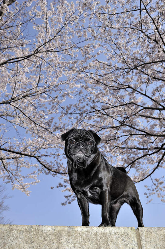 无人,站,竖图,室外,白天,仰视,美景,植物,樱花,宠物,狗,一条,许多,阴影,盛开,光线,影子,景观,花蕾,注视,花,花瓣,花朵,鲜花,树,树木,粉色,蓝色,绿色,黑色,蓝天,天空,阳光,自然,动物,天,花苞,花蕊,观察,看,站着,景色,可爱,哈巴狗,生长,成长,观看,察看,关注,自然风光,忠诚,仙樱花,福岛樱,青肤樱,巴哥,巴哥犬,犬,荆桃,站立,彩图,低角度拍摄,全身