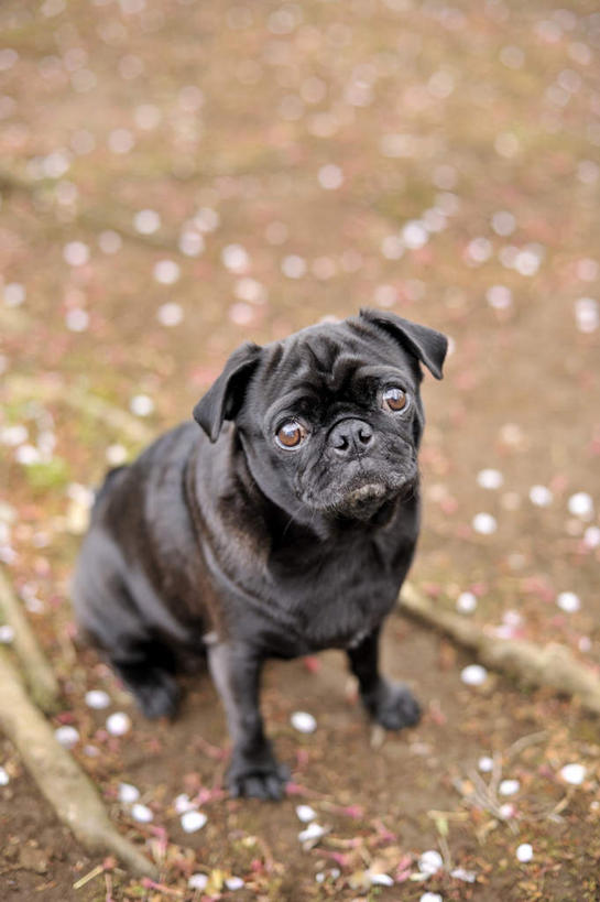 无人,站,竖图,俯视,室外,白天,美景,植物,樱花,宠物,狗,一条,许多,枯萎,朦胧,模糊,盛开,景观,枯草,注视,草,花瓣,花朵,鲜花,粉色,黄色,黑色,自然,动物,观察,看,站着,景色,可爱,哈巴狗,观看,察看,关注,自然风光,忠诚,仙樱花,福岛樱,青肤樱,巴哥,巴哥犬,犬,荆桃,站立,彩图,高角度拍摄,全身