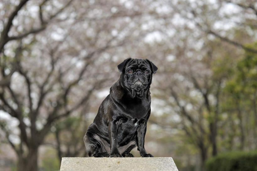 无人,站,横图,室外,白天,正面,美景,植物,樱花,宠物,狗,一条,许多,朦胧,模糊,盛开,景观,花蕾,注视,花,花瓣,花朵,鲜花,树,树木,粉色,绿色,黑色,自然,动物,花苞,花蕊,观察,看,站着,景色,可爱,哈巴狗,生长,成长,观看,察看,关注,自然风光,忠诚,仙樱花,福岛樱,青肤樱,巴哥,巴哥犬,犬,荆桃,站立,彩图,全身