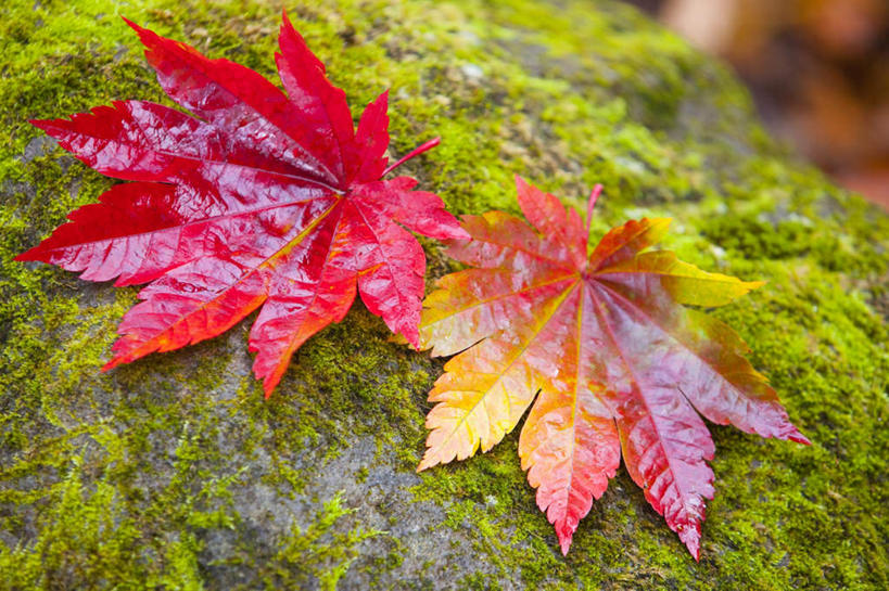 无人,横图,俯视,室外,特写,白天,旅游,度假,石头,美景,秋季,植物,叶子,日本,亚洲,两片,朦胧,模糊,石子,景观,枫叶,枯叶,落叶,苔藓,娱乐,黄色,红色,绿色,自然,享受,休闲,景色,放松,枫树叶,自然风光,东亚,本州,本州岛,日本国,青森,青森县,东北地方,叶,叶片,石块,岩石,秋,秋天,彩图,高角度拍摄