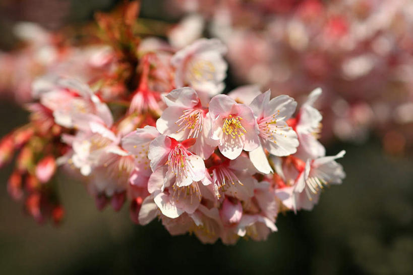 无人,横图,室外,特写,白天,仰视,旅游,度假,美景,樱花,东京,日本,阴影,朦胧,模糊,盛开,光线,影子,景观,新宿,花蕾,娱乐,花,花瓣,花朵,鲜花,粉色,阳光,自然,花苞,花蕊,享受,休闲,景色,放松,自然风光,东亚,本州,关东地方,本州岛,日本国,东京都,新宿区,仙樱花,福岛樱,青肤樱,县厅,东京市,荆桃,彩图,低角度拍摄