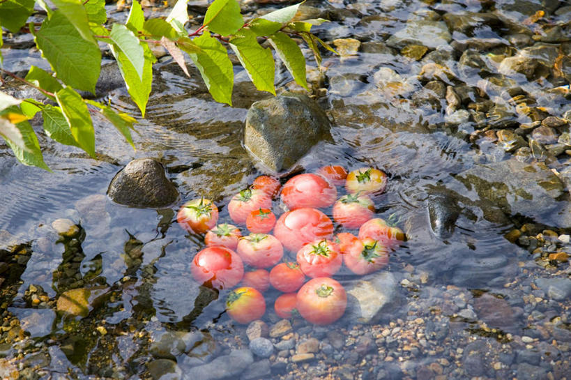 无人,横图,俯视,室外,特写,白天,河流,美景,水,植物,蔬菜,西红柿,叶子,许多,新鲜,河水,景观,水流,食品,绿叶,食物,红色,绿色,自然,嫩叶,景色,有机食品,绿色食品,自然风光,叶,叶片,番茄,彩图,高角度拍摄