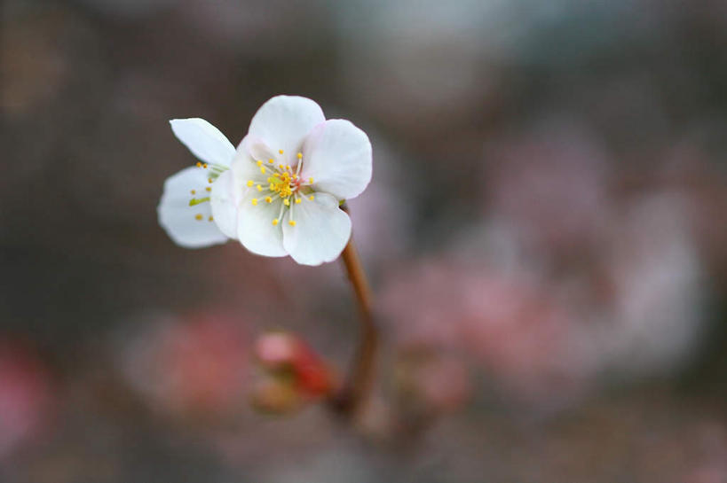 无人,横图,室外,特写,白天,正面,旅游,度假,美景,植物,樱花,东京,日本,亚洲,朦胧,模糊,盛开,景观,娱乐,花,花瓣,花朵,花卉,鲜花,一朵,白色,自然,花蕊,享受,休闲,景色,放松,自然风光,东亚,本州,关东地方,本州岛,日本国,东京都,仙樱花,福岛樱,青肤樱,荆桃,彩图