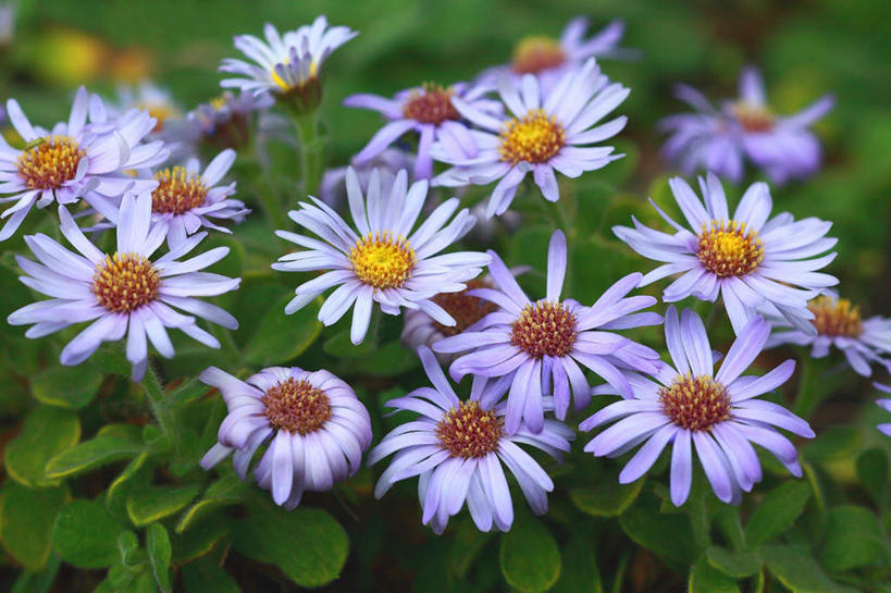 无人,横图,俯视,室外,特写,白天,爱情,旅游,度假,花海,花圃,美景,植物,叶子,东京,日本,亚洲,许多,盛开,景观,绿叶,花蕾,娱乐,花,花瓣,花朵,花卉,鲜花,蓝色,绿色,自然,花丛,花田,花苞,花蕊,享受,休闲,嫩叶,菊花,景色,放松,生长,成长,吉祥,自然风光,东亚,本州,关东地方,本州岛,日本国,东京都,高洁,长寿,怀恋,清净,真情,寿客,秋菊,叶,叶片,彩图,高角度拍摄