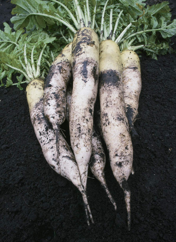 无人,竖图,俯视,室内,特写,白天,萝卜,白萝卜,蔬菜,叶子,五个,一堆,许多,堆叠,堆积,黑色背景,新鲜,食品,绿叶,食物,嫩叶,摄影,有机食品,绿色食品,影棚,堆,叶,叶片,莱菔,彩图,高角度拍摄,影棚拍摄,拍摄