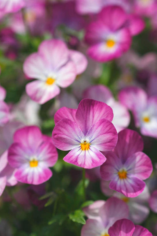 无人,竖图,俯视,室外,特写,白天,旅游,度假,幸福,花海,花圃,美景,植物,紫罗兰,叶子,日本,亚洲,许多,阴影,朦胧,模糊,盛开,光线,影子,景观,绿叶,清凉,花蕾,娱乐,花,花瓣,花朵,花卉,鲜花,粉色,绿色,阳光,自然,花丛,花田,夏天,花苞,花蕊,享受,休闲,嫩叶,景色,放松,生长,成长,自然风光,东亚,本州,关东地方,本州岛,日本国,永恒,崎玉,崎玉县,质朴,美德,叶,叶片,草紫罗兰,草桂花,彩图,高角度拍摄