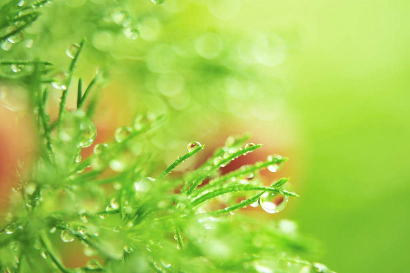 无人,横图,室外,特写,白天,正面,旅游,度假,美景,水,植物,叶子,朦胧,模糊,液体,景观,水滴,绿叶,娱乐,水珠,绿色,自然,露珠,享受,休闲,嫩叶,景色,放松,生机,自然风光,灵动,叶,叶片,彩图