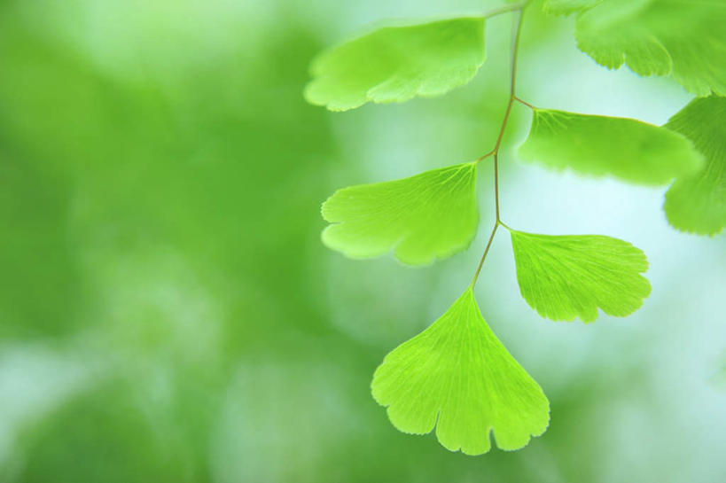 无人,横图,室外,特写,白天,正面,旅游,度假,美景,植物,叶子,阴影,朦胧,模糊,光线,影子,景观,绿叶,娱乐,树,树木,蓝色,绿色,蓝天,天空,阳光,自然,天,享受,休闲,嫩叶,景色,放松,生长,成长,自然风光,叶,叶片,彩图