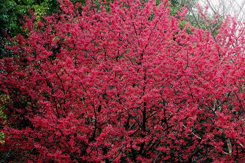 无人,横图,室外,白天,正面,旅游,度假,美景,植物,樱花,许多,阴影,盛开,光线,影子,景观,花蕾,娱乐,花,花瓣,花朵,鲜花,树,树木,红色,蓝色,绿色,蓝天,天空,阳光,自然,天,花苞,花蕊,享受,休闲,景色,放松,生长,成长,自然风光,仙樱花,福岛樱,青肤樱,荆桃,彩图