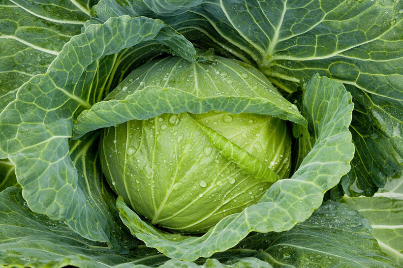 无人,农田,横图,俯视,室外,白天,庄稼,农作物,蔬菜,椰菜,卷心菜,叶子,阴影,新鲜,光线,影子,食品,绿叶,食物,一个,阳光,嫩叶,有机食品,绿色食品,单个,叶,叶片,结球甘蓝,甘兰,包心菜,彩图,高角度拍摄,耕地,庄稼田