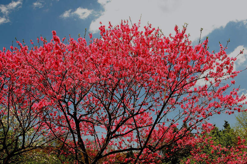 无人,横图,室外,白天,正面,旅游,度假,草地,草坪,美景,森林,树林,植物,桃花,东京,日本,亚洲,阴影,盛开,光线,影子,景观,云,云朵,花蕾,云彩,娱乐,草,花,花瓣,花朵,鲜花,树,树木,红色,蓝色,绿色,白云,蓝天,天空,阳光,自然,天,花苞,花蕊,享受,休闲,景色,放松,生长,成长,自然风光,东亚,本州,关东地方,本州岛,日本国,东京都,彩图