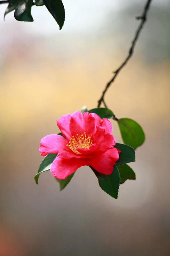 无人,竖图,俯视,室外,白天,旅游,度假,美景,树林,植物,山茶花,叶子,东京,日本,亚洲,阴影,光线,影子,景观,绿叶,娱乐,树,树木,一朵,粉色,蓝色,绿色,蓝天,天空,阳光,自然,天,享受,休闲,嫩叶,景色,放松,生长,成长,自然风光,东亚,本州,关东地方,本州岛,日本国,东京都,玉茗花,耐冬,海石榴,茶花,叶,叶片,彩图,高角度拍摄