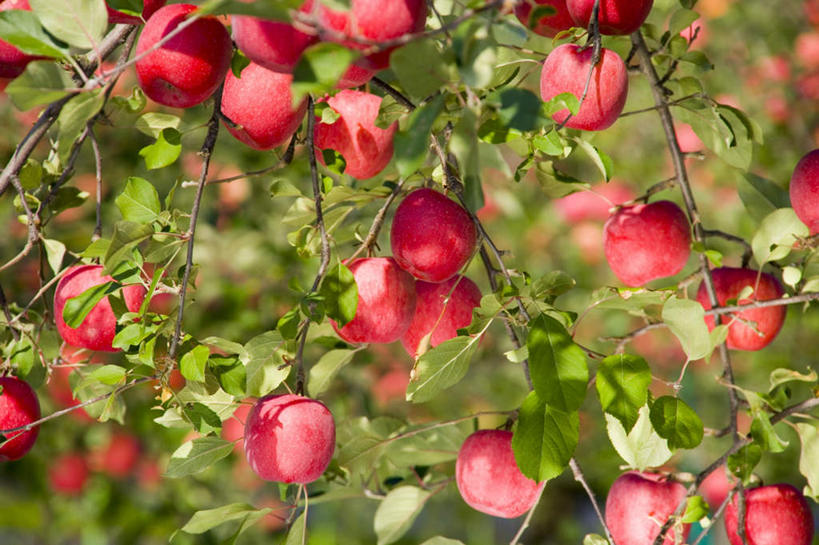 无人,果园,横图,室外,白天,正面,旅游,度假,美景,植物,苹果,水果,叶子,日本,亚洲,许多,悬挂,阴影,新鲜,光线,影子,景观,生食,食品,果实,绿叶,娱乐,树,树木,食物,红色,绿色,阳光,自然,庄园,享受,休闲,球体,嫩叶,景色,放松,有机食品,绿色食品,生长,成长,自然风光,苹果树,东亚,本州,本州岛,日本国,青森,青森县,东北地方,叶,叶片,彩图