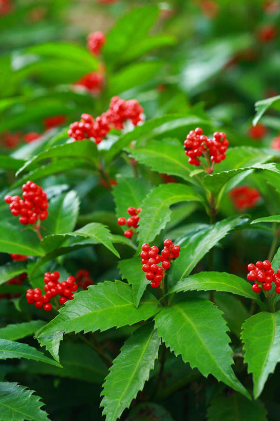 无人,竖图,俯视,室外,特写,白天,旅游,度假,美景,浆果,叶子,日本,亚洲,阴影,朦胧,模糊,盛开,光线,影子,景观,桑葚,桑椹,绿叶,花蕾,娱乐,花,花瓣,花朵,鲜花,红色,阳光,自然,花苞,花蕊,覆盆子,享受,休闲,嫩叶,景色,放松,自然风光,东亚,本州,关东地方,本州岛,日本国,崎玉,崎玉县,叶,叶片,彩图,高角度拍摄