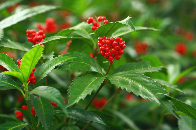 无人,横图,俯视,室外,白天,旅游,度假,美景,浆果,叶子,日本,亚洲,阴影,盛开,光线,影子,景观,桑葚,桑椹,绿叶,花蕾,娱乐,花,花瓣,花朵,鲜花,红色,阳光,自然,花苞,花蕊,覆盆子,享受,休闲,嫩叶,景色,放松,自然风光,东亚,本州,关东地方,本州岛,日本国,崎玉,崎玉县,叶,叶片,彩图,高角度拍摄