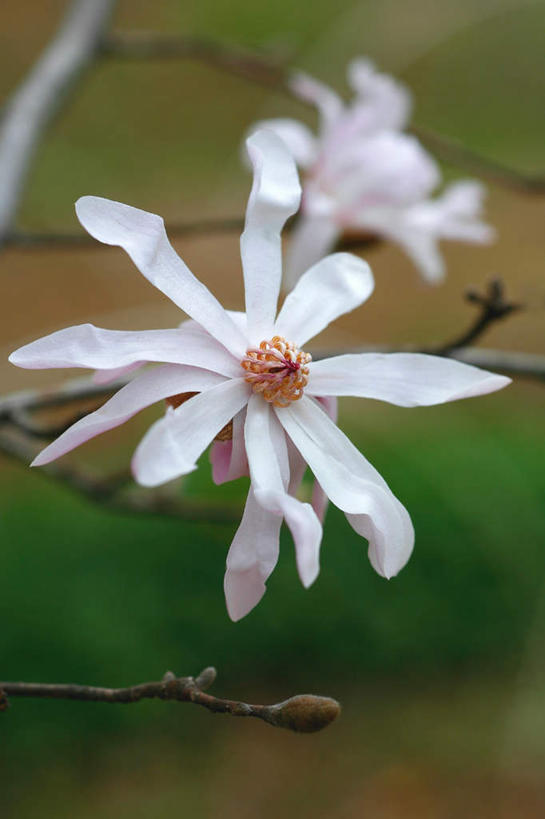 无人,竖图,俯视,室外,特写,白天,旅游,度假,草地,草坪,美景,植物,玉兰花,东京,日本,亚洲,阴影,朦胧,模糊,盛开,光线,影子,景观,枝条,花蕾,娱乐,草,花,花瓣,花朵,鲜花,两朵,绿色,白色,阳光,自然,花苞,花蕊,享受,休闲,景色,放松,高雅,自然风光,东亚,辛夷,木笔,本州,关东地方,本州岛,日本国,东京都,木兰花,望春玉兰,淡泊,花中君子,辛夷花,玉兰,应春花,望春花,木兰,彩图,高角度拍摄