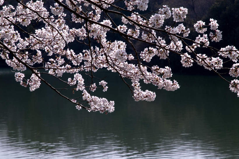 无人,横图,俯视,室外,白天,旅游,度假,湖,湖泊,美景,水,樱花,日本,亚洲,阴影,盛开,光线,影子,湖面,景观,水流,水面,花蕾,娱乐,花,花瓣,花朵,鲜花,粉色,阳光,自然,湖水,花苞,花蕊,享受,休闲,景色,放松,大阪,自然风光,东亚,本州,大阪府,本州岛,日本国,近畿地方,近畿,仙樱花,福岛樱,青肤樱,荆桃,彩图,高角度拍摄