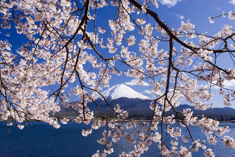 无人,横图,室外,白天,正面,旅游,度假,火山,河流,美景,水,樱花,富士山,静冈县,日本,亚洲,阴影,盛开,光线,影子,河水,景观,水流,云,云朵,花蕾,云彩,娱乐,花,花瓣,花朵,鲜花,粉色,蓝色,白云,蓝天,天空,阳光,自然,天,花苞,花蕊,享受,休闲,景色,放松,自然风光,东亚,本州,本州岛,日本国,中部地方,静冈,山梨,山梨县,仙樱花,福岛樱,青肤樱,活火山,死火山,休眠火山,荆桃,彩图