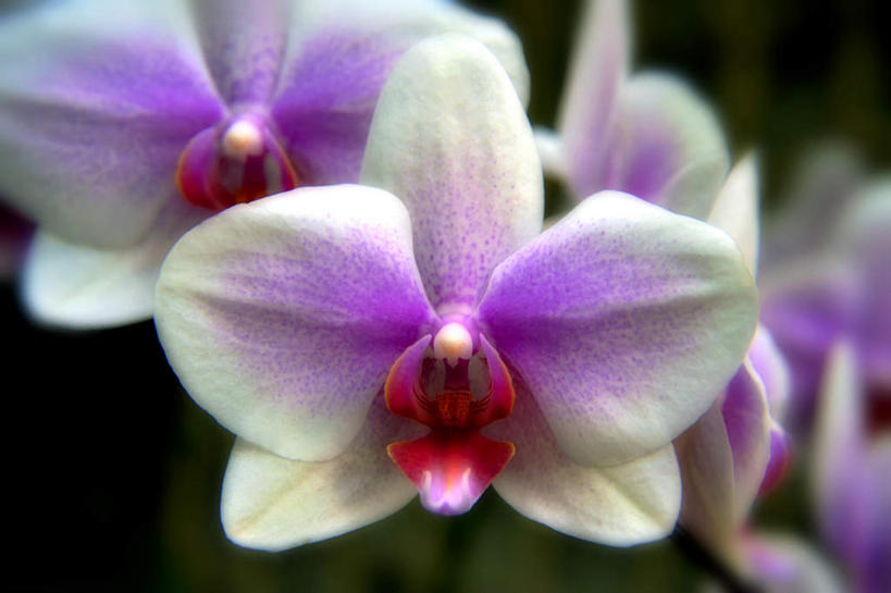 无人,横图,俯视,室外,特写,白天,旅游,度假,美景,叶子,日本,亚洲,许多,阴影,朦胧,模糊,盛开,光线,影子,景观,绿叶,石斛,花蕾,娱乐,花,花瓣,花朵,鲜花,紫色,白色,阳光,自然,花苞,花蕊,享受,休闲,嫩叶,景色,放松,大阪,自然风光,东亚,本州,大阪府,本州岛,日本国,近畿地方,近畿,石斛兰,金钗石斛,叶,叶片,彩图,高角度拍摄