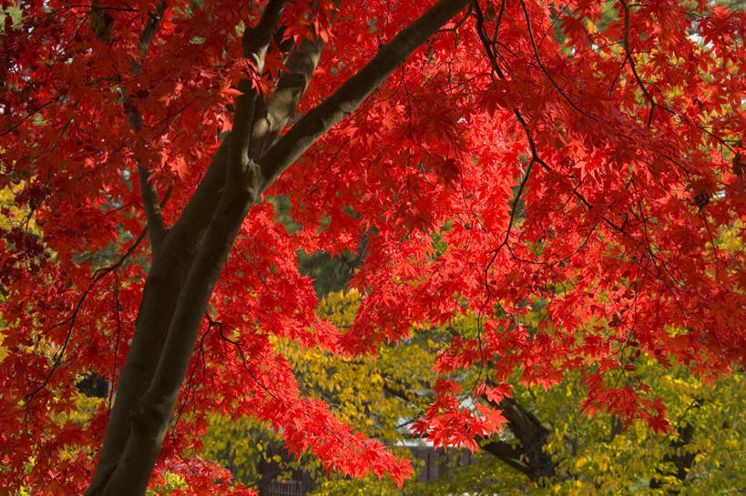 无人,横图,室外,白天,仰视,旅游,度假,美景,植物,叶子,日本,亚洲,阴影,光线,影子,景观,枫叶,枯叶,落叶,娱乐,树,树木,黄色,红色,绿色,阳光,自然,享受,休闲,景色,放松,生长,成长,枫树叶,自然风光,东亚,本州,本州岛,日本国,青森,青森县,东北地方,槭树,鸡爪槭,叶,叶片,鸡爪枫,彩图,低角度拍摄