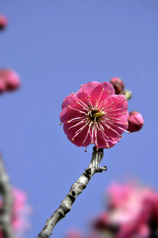 无人,竖图,室外,白天,仰视,旅游,度假,美景,日本,亚洲,许多,阴影,盛开,光线,影子,景观,梅花,花蕾,娱乐,花,花瓣,花朵,鲜花,红色,蓝色,蓝天,天空,阳光,自然,天,花苞,花蕊,享受,休闲,景色,放松,大阪,晴朗,自然风光,东亚,本州,万里无云,大阪府,本州岛,日本国,近畿地方,近畿,晴空,晴空万里,彩图,低角度拍摄