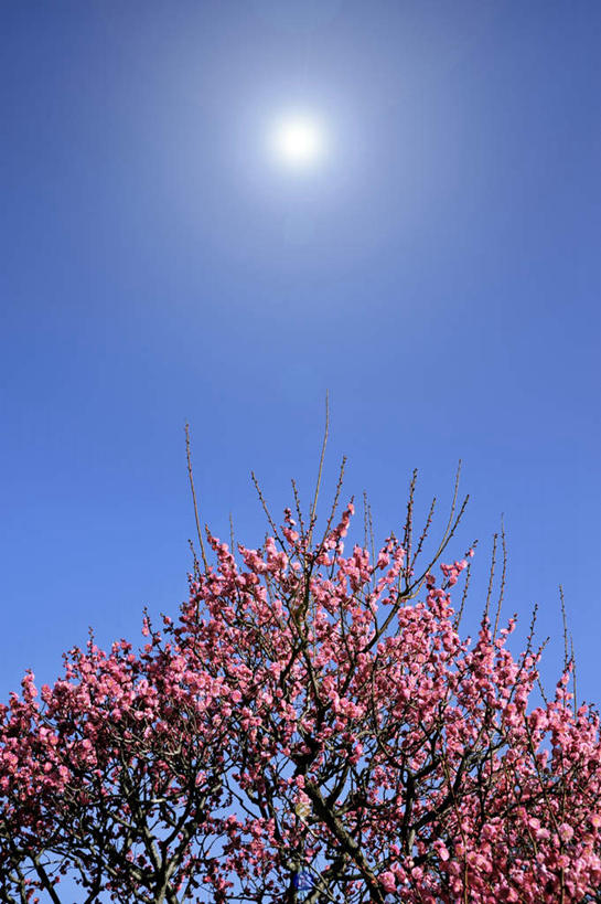 无人,竖图,室外,白天,仰视,旅游,度假,美景,植物,日本,亚洲,阴影,盛开,光线,影子,景观,云,云朵,梅花,花蕾,云彩,娱乐,花,花瓣,花朵,鲜花,树,树木,红色,蓝色,绿色,白云,蓝天,天空,阳光,自然,天,花苞,花蕊,享受,休闲,景色,放松,大阪,生长,成长,自然风光,东亚,本州,大阪府,本州岛,日本国,近畿地方,近畿,彩图,低角度拍摄