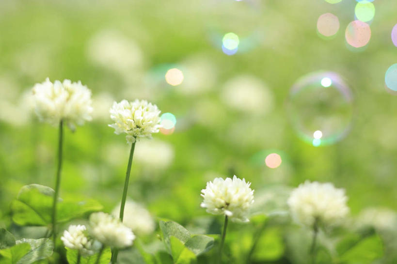 无人,横图,俯视,室外,特写,白天,爱情,旅游,度假,自由,幸福,草地,草坪,美景,植物,东京,日本,亚洲,阴影,朦胧,模糊,盛开,光线,影子,景观,三叶草,花蕾,娱乐,草,花,花瓣,花朵,鲜花,绿色,白色,阳光,自然,花苞,花蕊,享受,休闲,景色,放松,希望,自然风光,和平,东亚,车轴草,苜蓿,本州,关东地方,本州岛,日本国,东京都,统一,团结,彩图,高角度拍摄