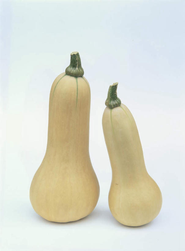 无人,竖图,室内,特写,白天,白色背景,正面,南瓜,蔬菜,阴影,新鲜,反射,影子,金瓜,食品,地面,番瓜,食物,两个,黄色,摄影,有机食品,绿色食品,影棚,麦瓜,倭瓜,彩图,影棚拍摄,拍摄