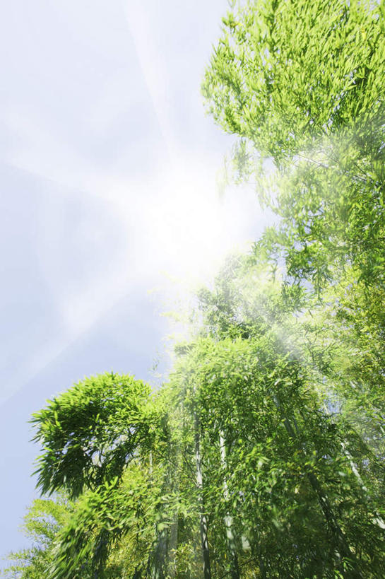 无人,竖图,室外,白天,仰视,旅游,度假,美景,植物,叶子,东京,日本,亚洲,阴影,光线,影子,景观,云,云朵,绿叶,光芒,云彩,娱乐,树,树木,蓝色,绿色,白云,蓝天,天空,阳光,自然,天,享受,休闲,嫩叶,景色,放松,生长,成长,自然风光,东亚,本州,关东地方,本州岛,日本国,东京都,叶,叶片,彩图,低角度拍摄