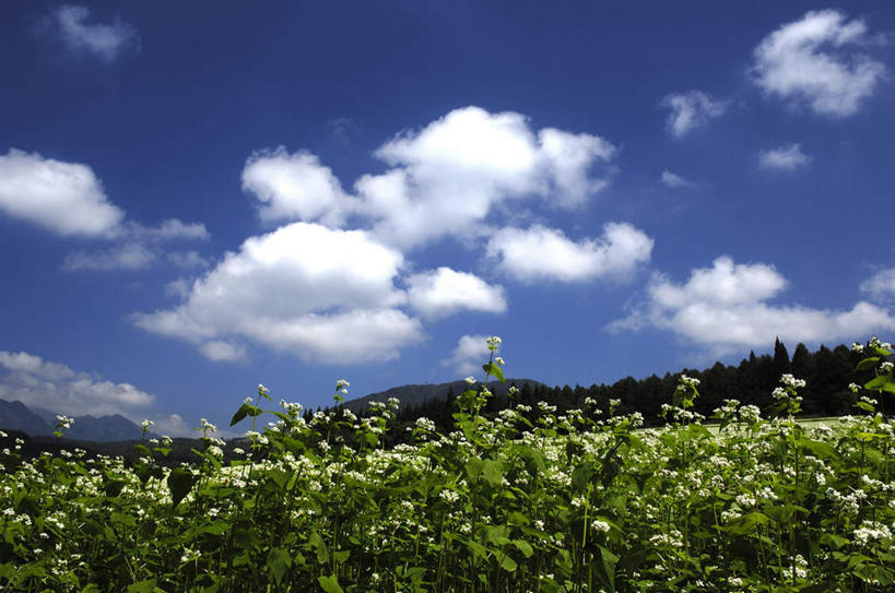 无人,农田,横图,室外,白天,仰视,旅游,度假,庄稼,农作物,草地,草坪,美景,山,山脉,植物,长野县,日本,亚洲,阴影,光线,影子,景观,山峰,云,云朵,山峦,云彩,娱乐,草,树,树木,蓝色,绿色,白云,蓝天,天空,阳光,自然,群山,天,享受,休闲,景色,放松,生长,成长,自然风光,东亚,本州,本州岛,日本国,中部地方,长野,彩图,低角度拍摄,耕地,庄稼田