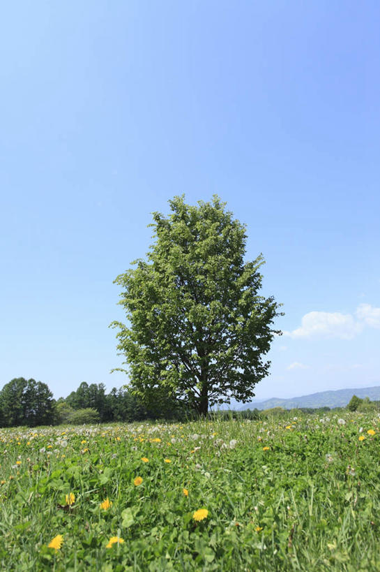 无人,竖图,室外,白天,仰视,旅游,度假,草地,草坪,美景,植物,日本,亚洲,阴影,光线,影子,景观,云,云朵,云彩,娱乐,草,树,树木,蓝色,绿色,白云,蓝天,天空,阳光,自然,天,享受,休闲,景色,放松,生长,成长,自然风光,东亚,本州,本州岛,日本国,中部地方,山梨,山梨县,彩图,低角度拍摄