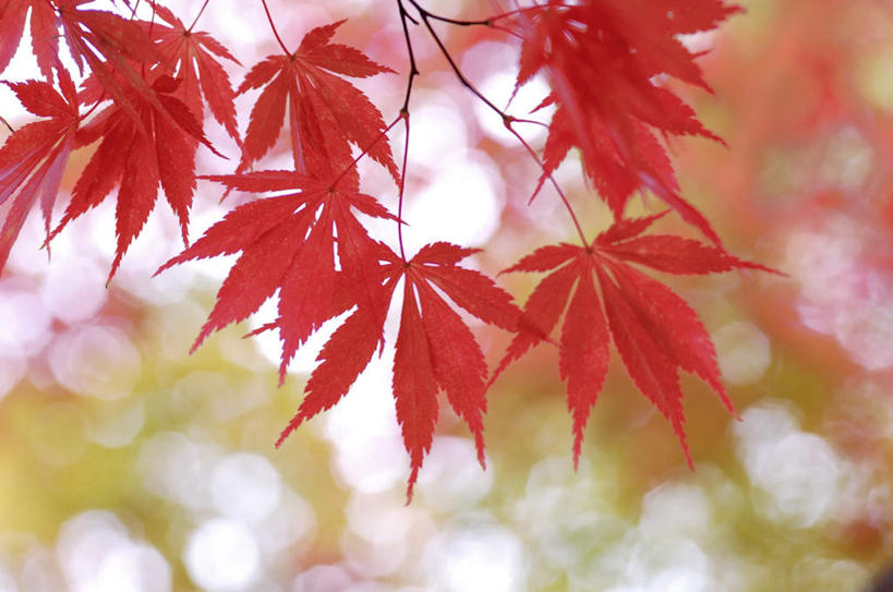 无人,横图,室外,白天,仰视,旅游,度假,美景,植物,叶子,长野县,日本,亚洲,阴影,光线,影子,景观,枫叶,枯叶,落叶,娱乐,树,树木,黄色,红色,蓝色,绿色,蓝天,天空,阳光,自然,天,享受,休闲,景色,放松,生长,成长,枫树叶,自然风光,东亚,本州,本州岛,日本国,中部地方,长野,槭树,鸡爪槭,叶,叶片,鸡爪枫,彩图,低角度拍摄