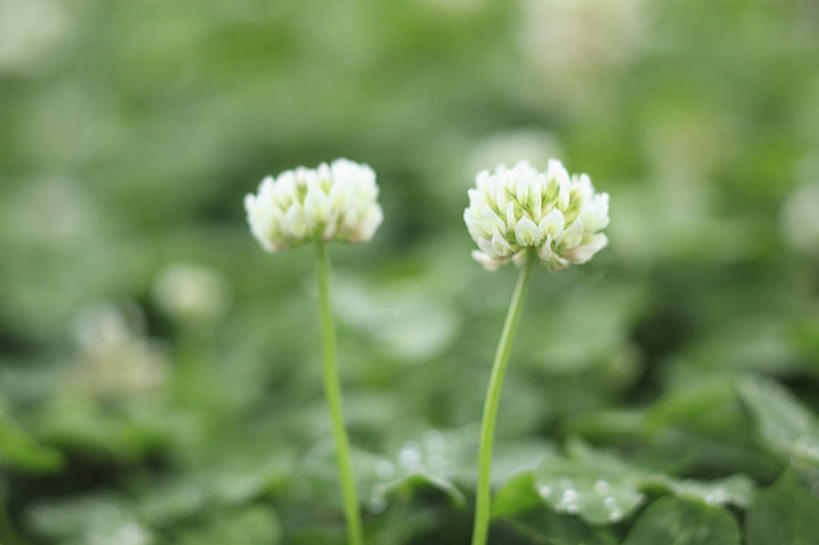 无人,横图,俯视,室外,白天,爱情,旅游,度假,自由,幸福,草地,草坪,美景,植物,叶子,东京,日本,亚洲,阴影,朦胧,模糊,盛开,光线,影子,景观,三叶草,绿叶,花蕾,娱乐,草,花,花瓣,花朵,鲜花,蓝色,绿色,蓝天,天空,阳光,自然,天,花苞,花蕊,享受,休闲,嫩叶,景色,放松,希望,自然风光,和平,东亚,车轴草,苜蓿,本州,关东地方,本州岛,日本国,东京都,统一,团结,叶,叶片,彩图,高角度拍摄