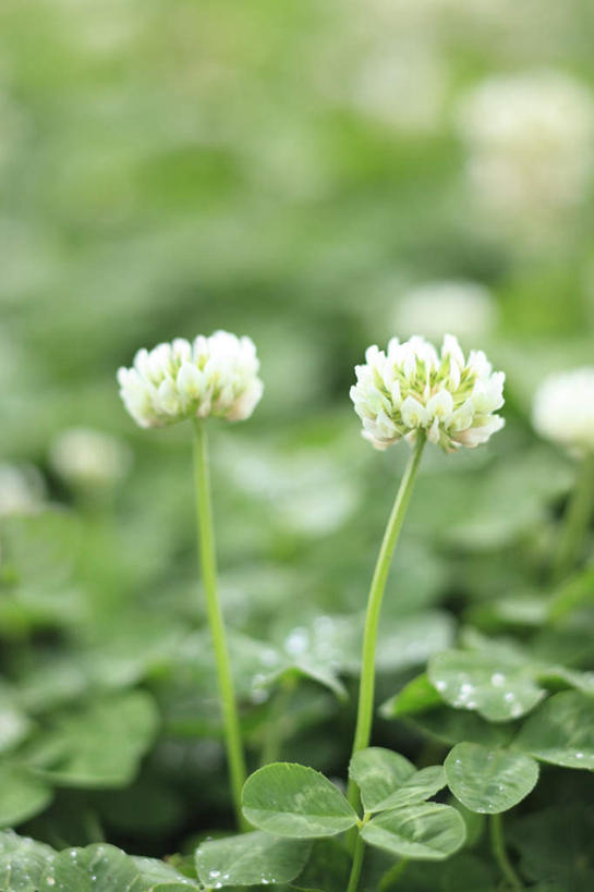 无人,竖图,俯视,室外,特写,白天,爱情,旅游,度假,自由,幸福,草地,草坪,美景,植物,东京,日本,亚洲,许多,阴影,朦胧,模糊,盛开,光线,影子,景观,三叶草,花蕾,娱乐,草,花,花瓣,花朵,鲜花,绿色,白色,阳光,自然,花苞,花蕊,享受,休闲,景色,放松,希望,自然风光,和平,东亚,车轴草,苜蓿,本州,关东地方,本州岛,日本国,东京都,统一,团结,彩图,高角度拍摄