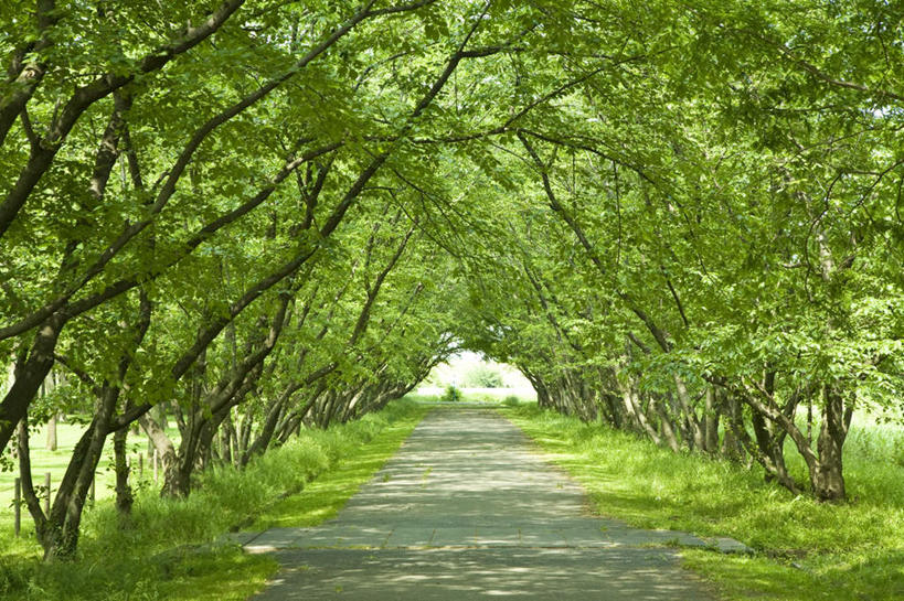 无人,横图,室外,白天,正面,旅游,度假,草地,草坪,美景,植物,道路,路,日本,亚洲,一排,整齐,景观,小路,交通,娱乐,草,树,树木,排列,绿色,自然,享受,休闲,景色,放松,乡间小路,生长,成长,队列,自然风光,东亚,本州,关东地方,本州岛,日本国,崎玉,崎玉县,彩图