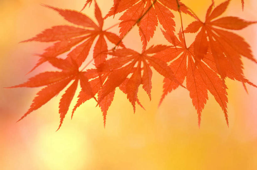 无人,横图,室外,特写,白天,正面,旅游,度假,美景,植物,叶子,长野县,日本,亚洲,阴影,朦胧,模糊,光线,影子,景观,枫叶,枯叶,落叶,娱乐,树,树木,黄色,红色,绿色,阳光,自然,享受,休闲,景色,放松,生长,成长,枫树叶,自然风光,东亚,本州,本州岛,日本国,中部地方,长野,叶,叶片,彩图