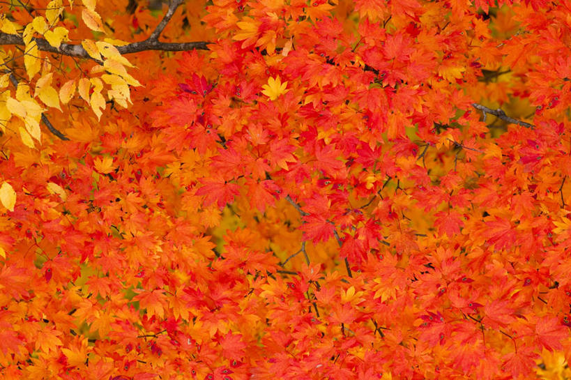 无人,横图,俯视,室外,白天,旅游,度假,美景,植物,叶子,秋田县,日本,亚洲,阴影,光线,影子,景观,枫叶,枯叶,落叶,娱乐,树,树木,黄色,红色,绿色,阳光,自然,享受,休闲,景色,放松,生长,成长,枫树叶,自然风光,东亚,本州,本州岛,日本国,秋田,东北地方,叶,叶片,彩图,高角度拍摄