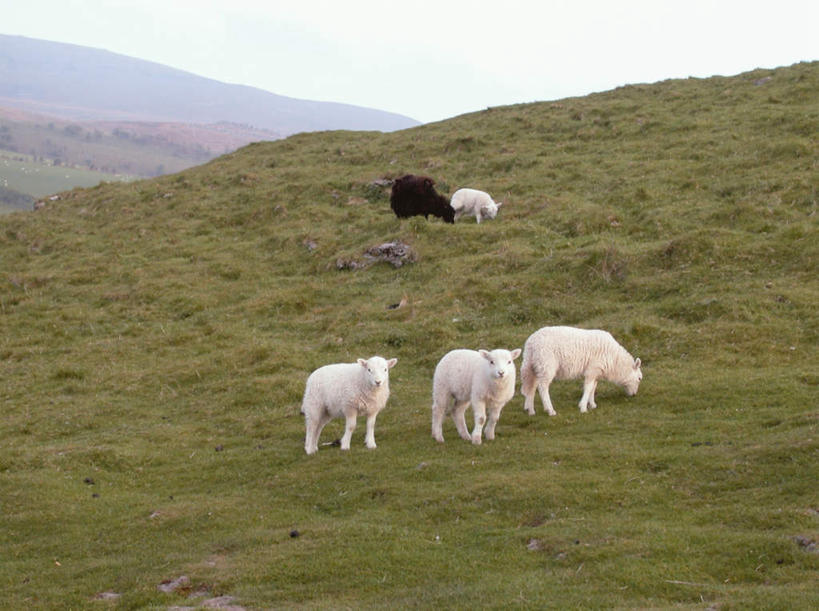 无人,站,吃,横图,室外,白天,正面,旅游,度假,牧场,草地,草坪,美景,山,山脉,植物,羊,四只,阴影,光线,影子,景观,山峰,云,云朵,山峦,云彩,注视,娱乐,草,蓝色,绿色,白色,白云,蓝天,天空,阳光,自然,动物,群山,天,观察,看,站着,享受,休闲,家畜,景色,放松,牲畜,观看,察看,关注,自然风光,绵羊,嚼,食,站立,彩图,全身