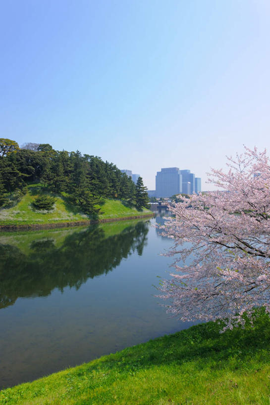 无人,高楼大厦,竖图,俯视,室外,白天,旅游,度假,草地,草坪,河流,美景,水,植物,大厦,建筑,摩天大楼,樱花,东京,日本,亚洲,阴影,盛开,光线,影子,河水,景观,水流,云,云朵,花蕾,云彩,娱乐,草,花,花瓣,花朵,鲜花,树,树木,粉色,蓝色,绿色,白云,蓝天,天空,阳光,自然,天,花苞,花蕊,享受,休闲,景色,放松,生长,成长,自然风光,东亚,本州,关东地方,本州岛,日本国,东京都,仙樱花,福岛樱,青肤樱,荆桃,彩图,高角度拍摄,大楼,高层建筑,高楼,摩天楼