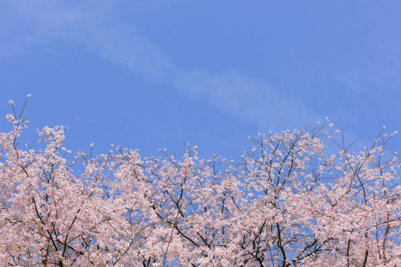 无人,花园,横图,室外,白天,仰视,旅游,度假,花圃,美景,植物,樱花,东京,日本,亚洲,阴影,光线,影子,景观,云,云朵,云彩,娱乐,树,树木,粉色,蓝色,绿色,白云,蓝天,天空,阳光,自然,天,享受,休闲,景色,放松,生长,成长,自然风光,东亚,本州,关东地方,本州岛,日本国,东京都,仙樱花,福岛樱,青肤樱,荆桃,小花园,彩图,低角度拍摄