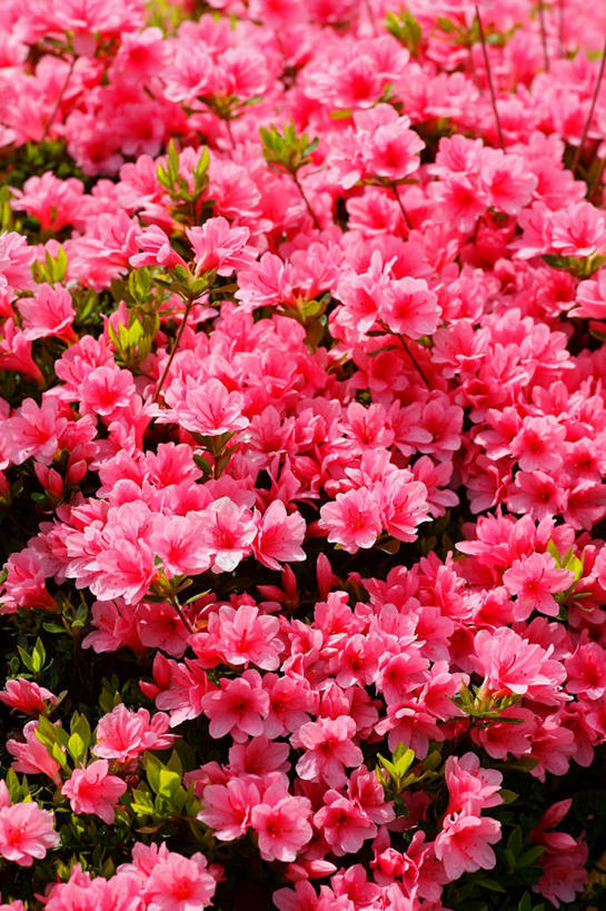 无人,竖图,俯视,室外,白天,旅游,度假,美景,杜鹃花,东京,日本,亚洲,阴影,盛开,光线,影子,景观,杜鹃,花蕾,娱乐,花,花瓣,花朵,鲜花,红色,阳光,自然,花苞,花蕊,享受,休闲,景色,放松,自然风光,东亚,本州,关东地方,本州岛,日本国,东京都,红杜鹃,满山红,清明花,清时,山踯躅,红踯躅,山石榴,映山红,彩图,高角度拍摄