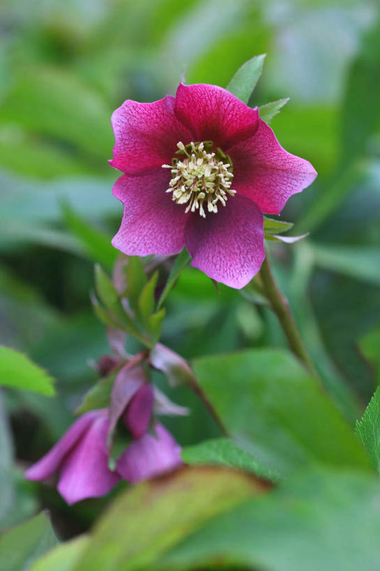 无人,竖图,俯视,室外,特写,白天,旅游,度假,美景,叶子,阴影,朦胧,模糊,盛开,光线,影子,景观,绿叶,花蕾,娱乐,花,花瓣,花朵,鲜花,一朵,紫色,阳光,自然,花苞,花蕊,享受,休闲,嫩叶,景色,放松,自然风光,菟葵,叶,叶片,彩图,高角度拍摄