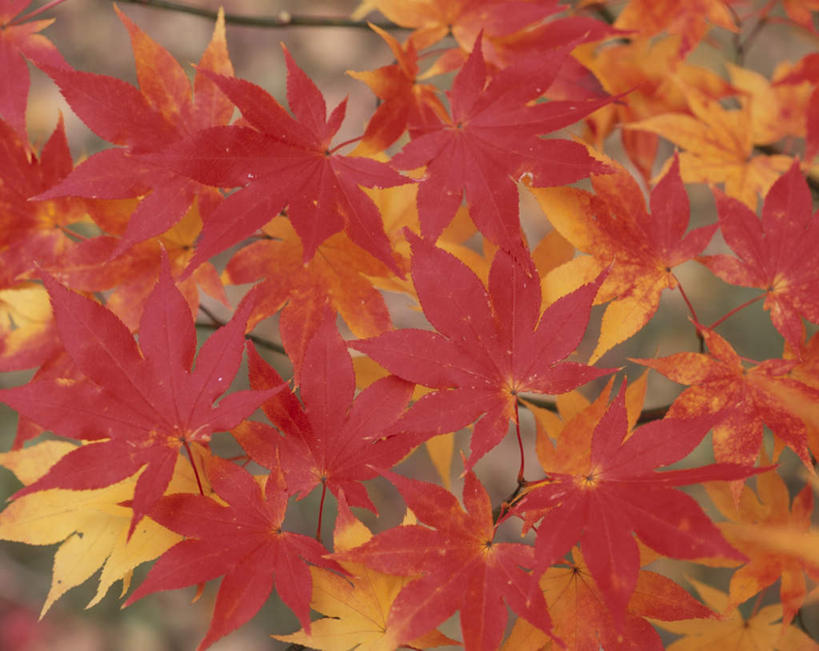 无人,横图,俯视,室外,白天,旅游,度假,美景,植物,叶子,日本,亚洲,一堆,许多,堆叠,堆积,景观,枫叶,枯叶,落叶,娱乐,树,树木,黄色,红色,绿色,自然,享受,休闲,景色,放松,生长,成长,枫树叶,堆,自然风光,东亚,本州,本州岛,日本国,岩手,岩手县,东北地方,叶,叶片,彩图,高角度拍摄